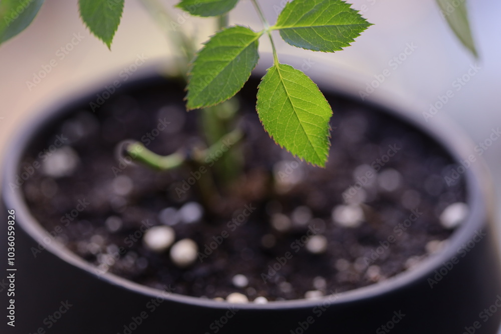 Close-up shot of a plant growing in a pot. Close-up shot of a plant growing in a pot.