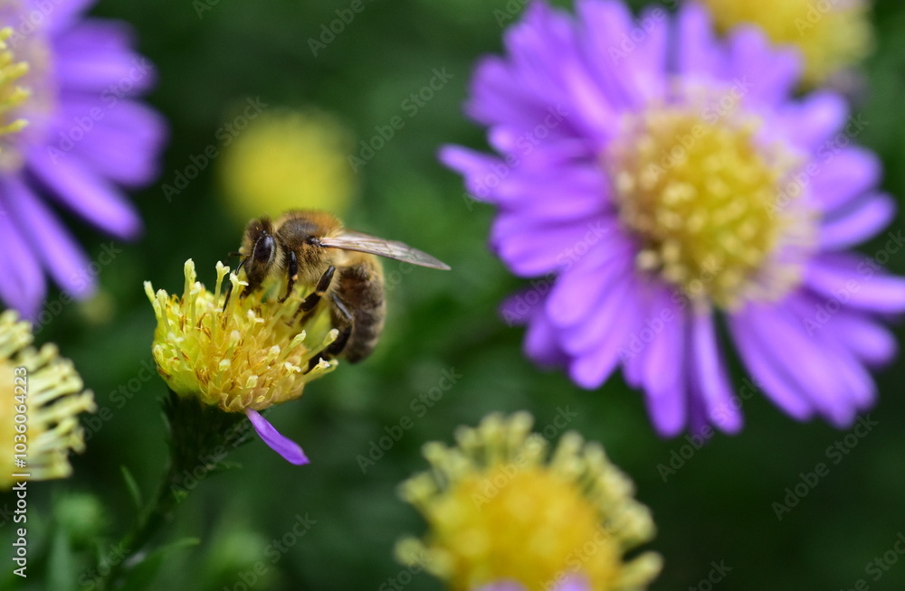 Biene auf einer Glattblatt-Aster Biene auf einer Glattblatt-Aster