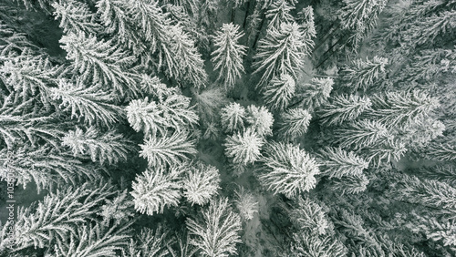 Snowy forest showing winter wonderland from above