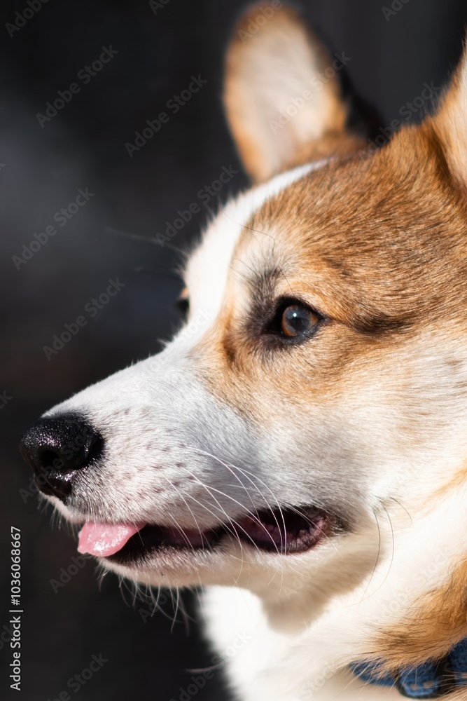 Portrait of a Pembroke Welsh Corgi puppy on a sunny day. Sits an Portrait of a Pembroke Welsh Corgi puppy on a sunny day. Sits an