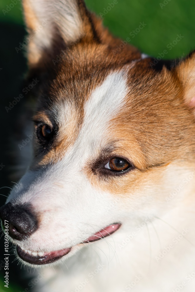 Portrait of Pembroke Welsh Corgi puppy. Walk on sunny day. Playfully looks at the camera. Against a background of green grass. Happy little dog. Concept of care, animal life, health, show, dog breed Portrait of Pembroke Welsh Corgi puppy. Walk on sunny day. Playfully looks at the camera. Against a background of green grass. Happy little dog. Concept of care, animal life, health, show, dog breed