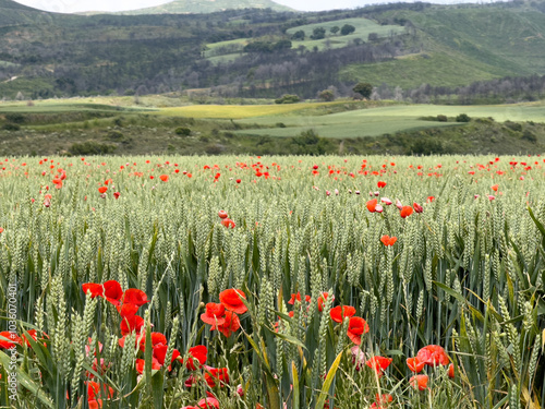 Poppies in a Barley Field