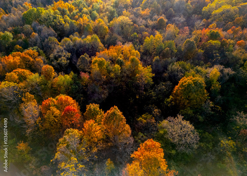 Aerial view of canopy of trees in autumn time, Maybury state park, Michigan.