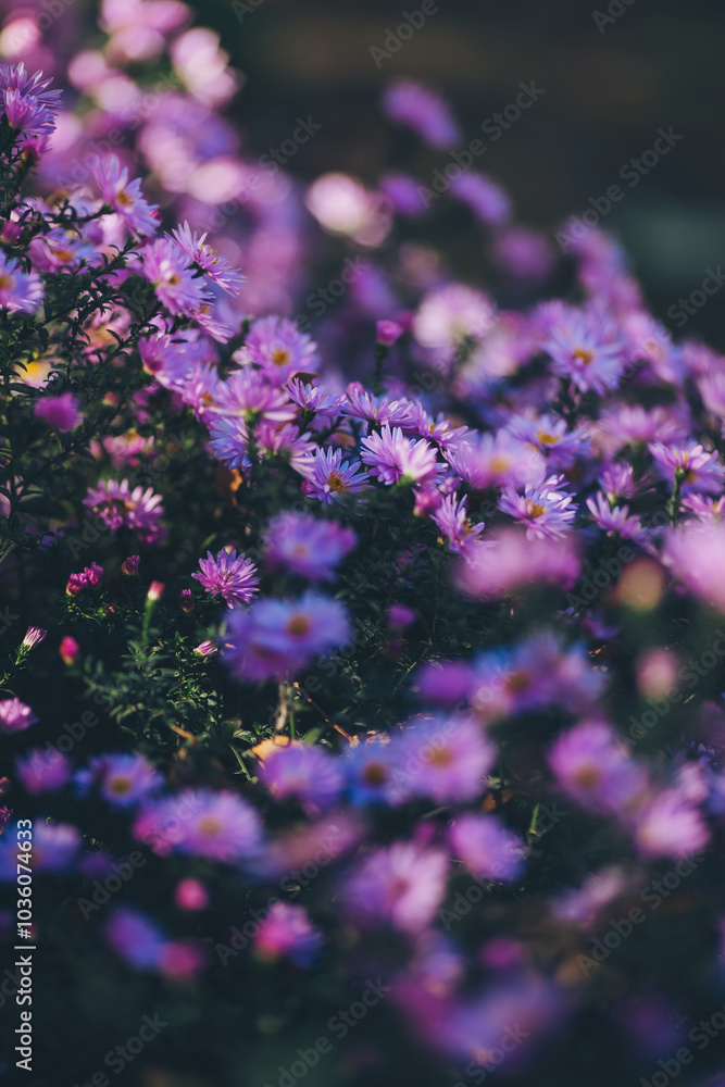 Obraz premium Purple asters shining in Sun's light. Autumn in the park , dark colors, purple flowers. 