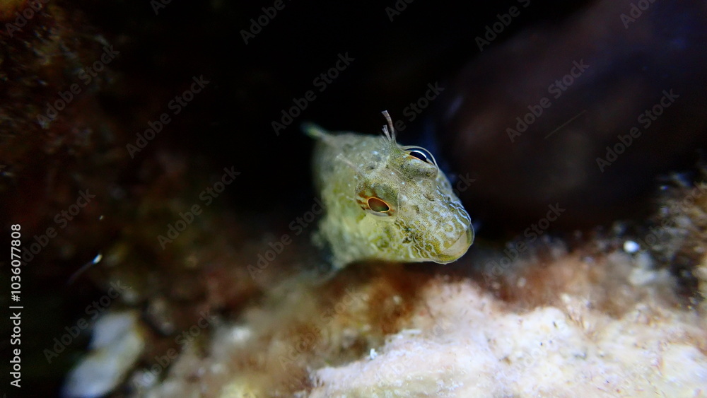 Surprise blenny (Parablennius incognitus) close-up undersea, Aegean Sea, Greece, Halkidiki, Kakoudia beach
