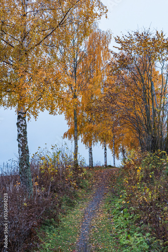 a rural path in fall photo