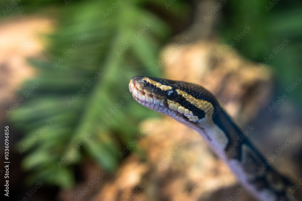 Fototapeta premium Black striped snake on stone
