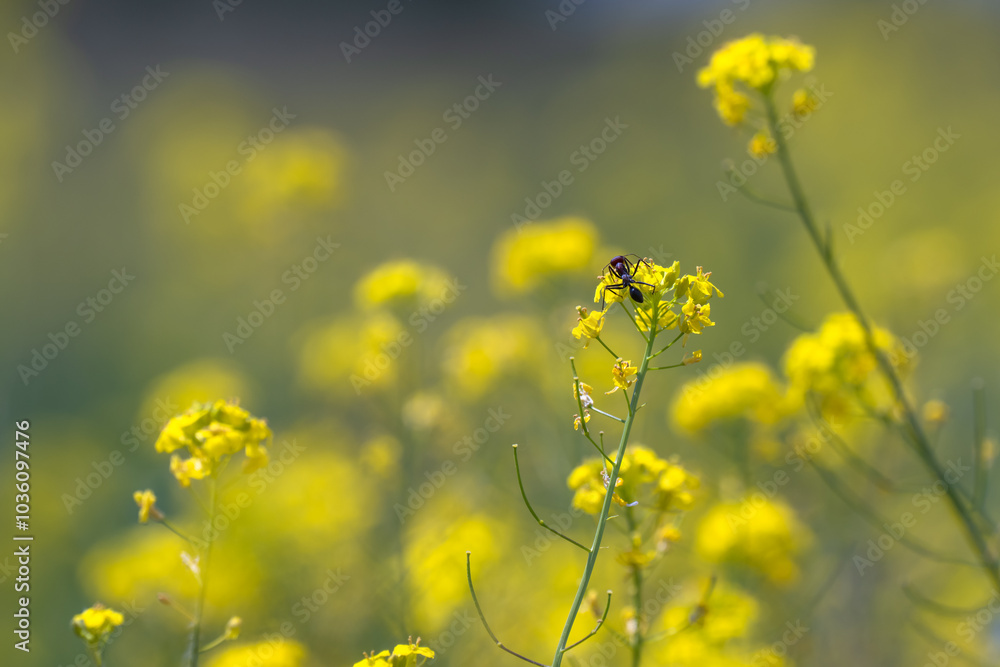 Yellow spring flowers close up Yellow spring flowers close up