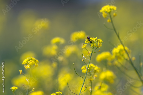 Yellow spring flowers close up