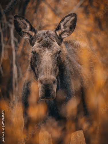 Portrait of a moose