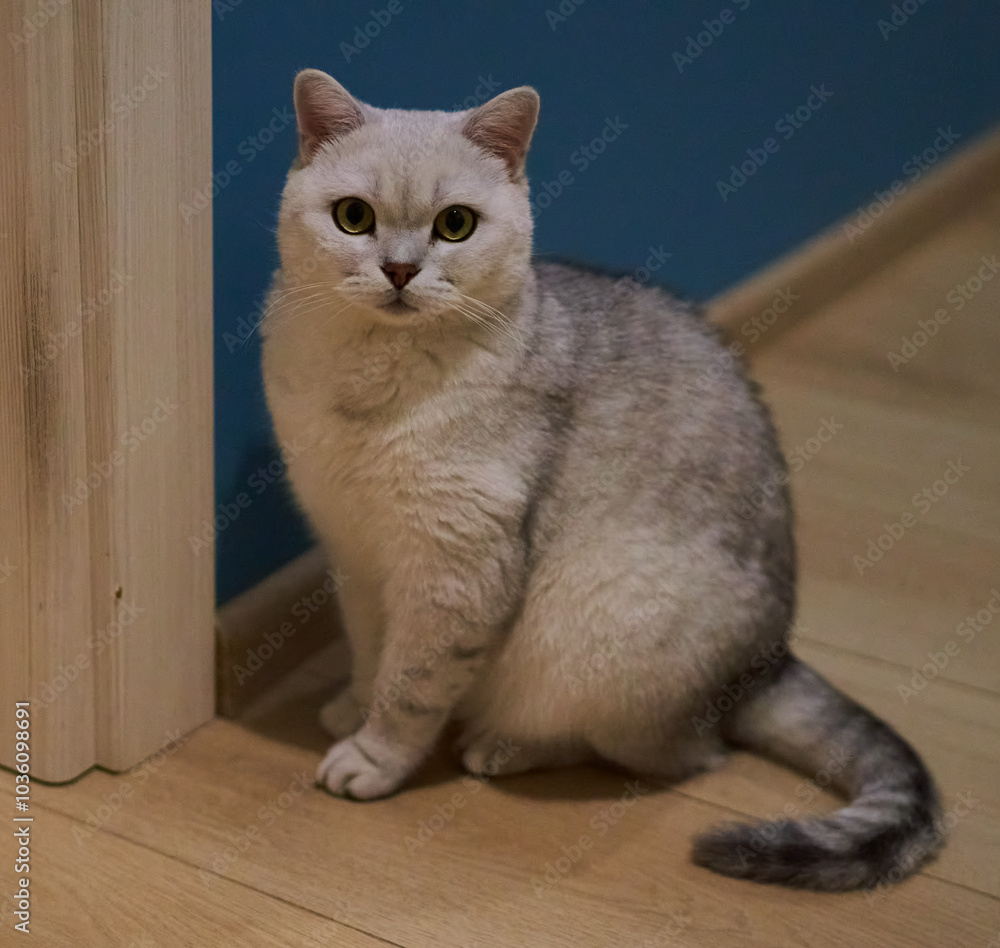 Scottish breed cat sitting in apartment Scottish breed cat sitting in apartment