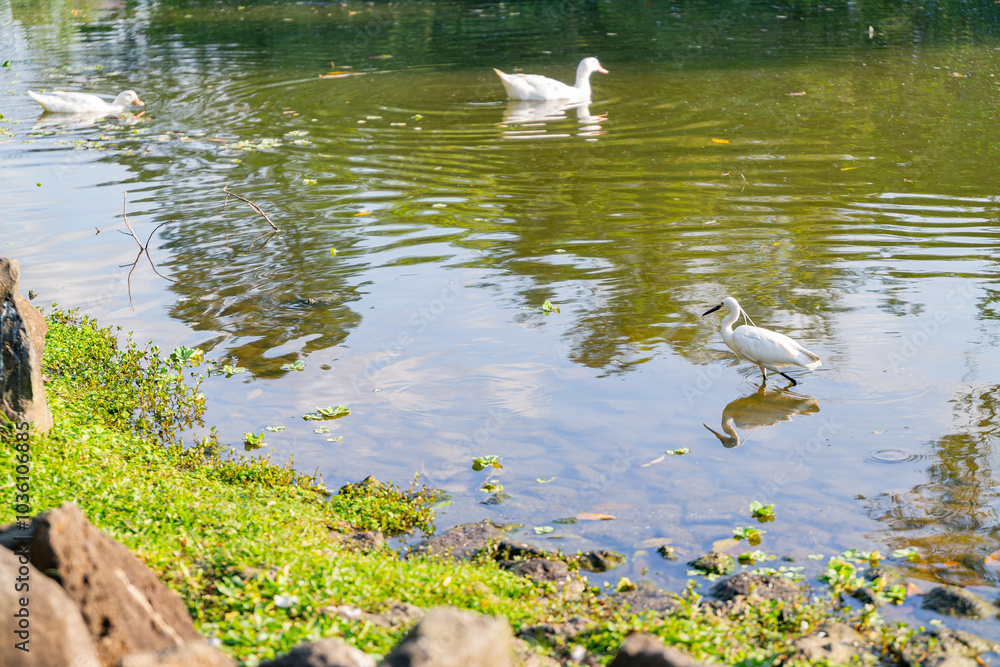 Naklejka premium Sunny view of bird in Daan Forest Park