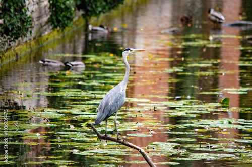 Ein Kranich auf dem Wasser photo