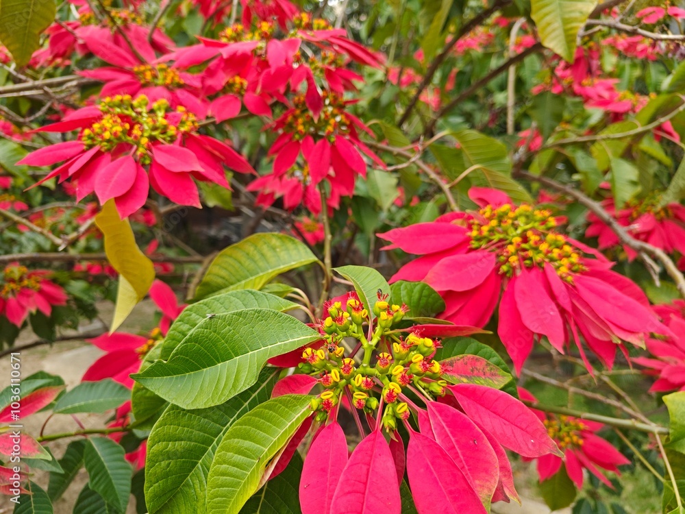 Flor roja en jardinera conocida como flor de navidad, flor de fuego, bandera, hoja encendida o corona de los Andes. Flor roja en jardinera conocida como flor de navidad, flor de fuego, bandera, hoja encendida o corona de los Andes.