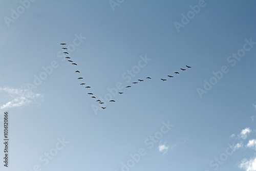 Grey crane in migration formation