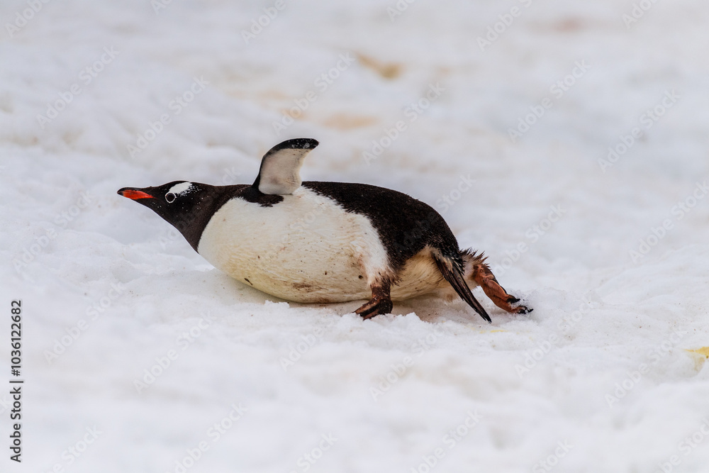 Fototapeta premium Close-up of a Gentoo Penguin -Pygoscelis papua- laying flay in the snow at Cuverville Island, on the Antarctic Peninsula