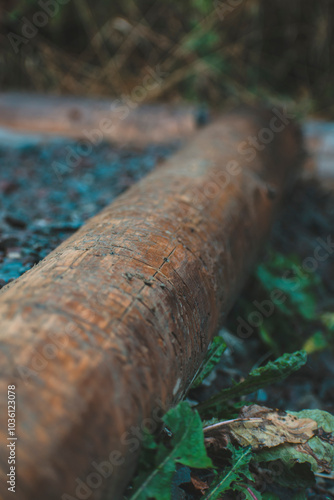 a log of wood eaten by insects 