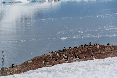 Panoramic view from Danco Island, highlighting snow and melting ice in the Antarctic Peninsula. The foreground is formed by a colony of Gentoo Penguins -Pygoscelis papua. photo