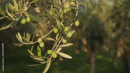 Beautiful green olives on a branch of an olive tree in the foreground with the olive grove in the background
