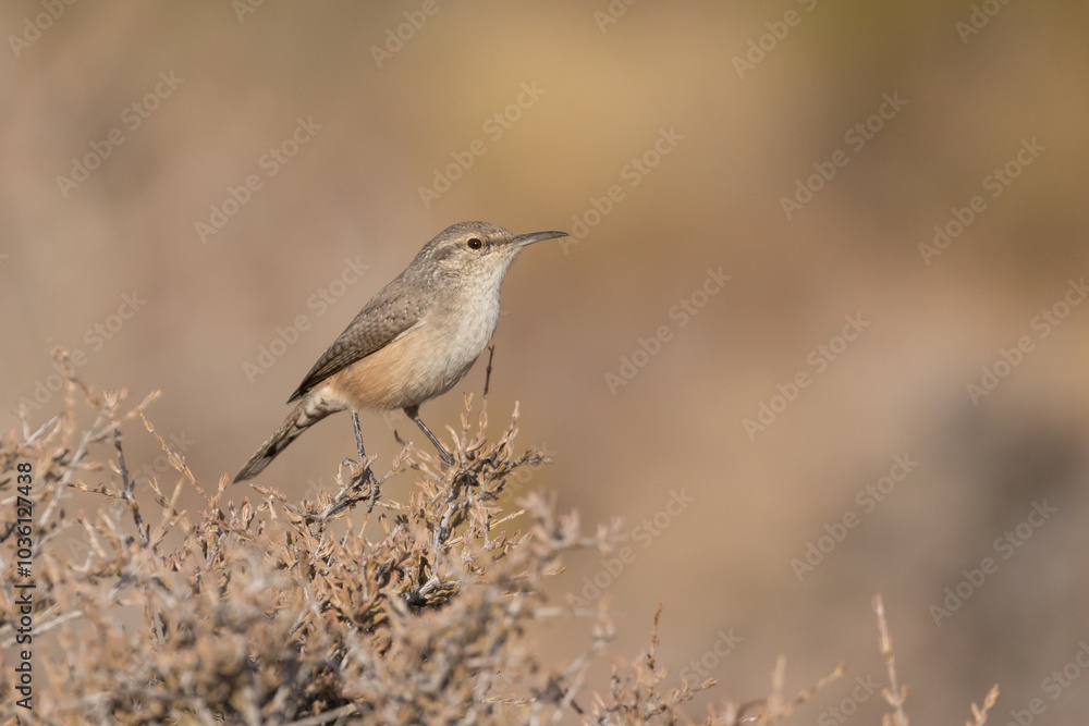 Fototapeta premium A Rock Wren sits on top of a prickly desert bush in morning sunshine its head turned to the right with an out of focus background of muted colors that match the coloring of the bird and bush.