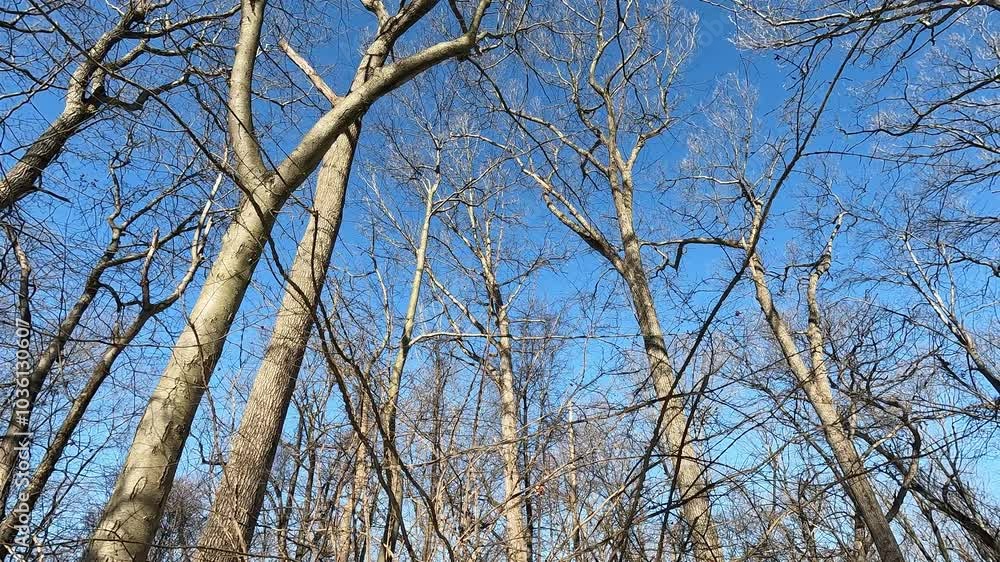 bare trees in the county park on a cold sunny January day bare trees in the county park on a cold sunny January day