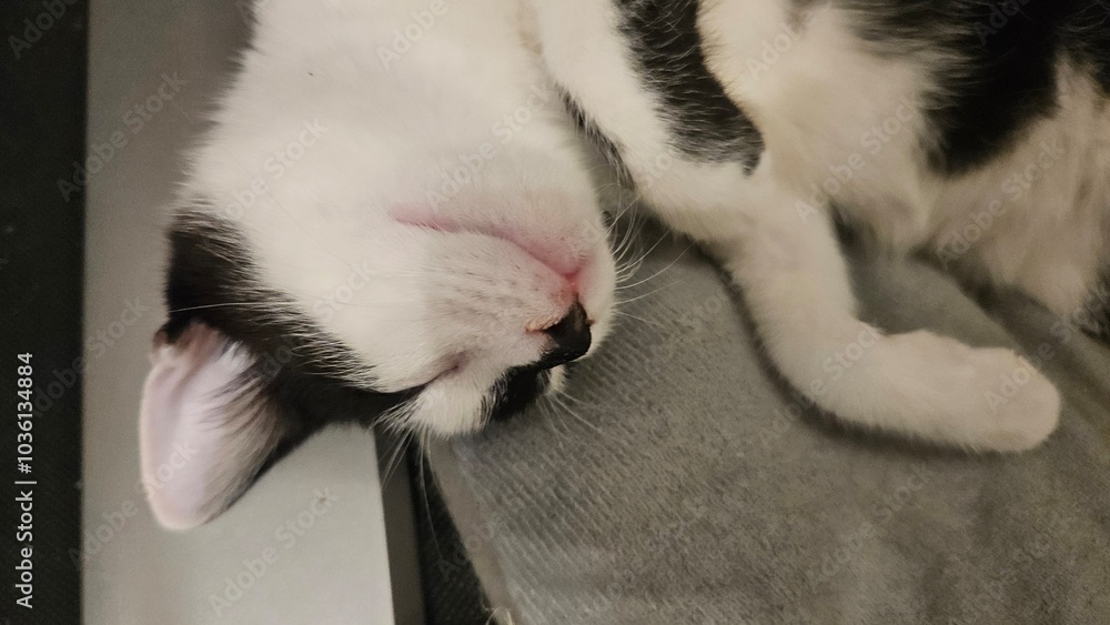 Black and white kitten resting with head down, eyes closed Black and white kitten resting with head down, eyes closed