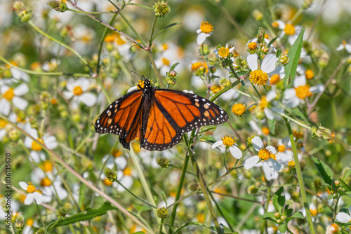 Monarch Butterfly feeding on flowers in a field of Spanish Needles on Sullivan's Island, SC, USA> photo