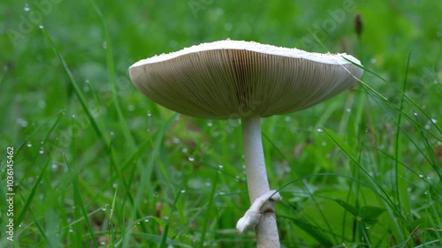 Slender Parasol in natural ambient (Macrolepiota mastoidea) - (4K) photo