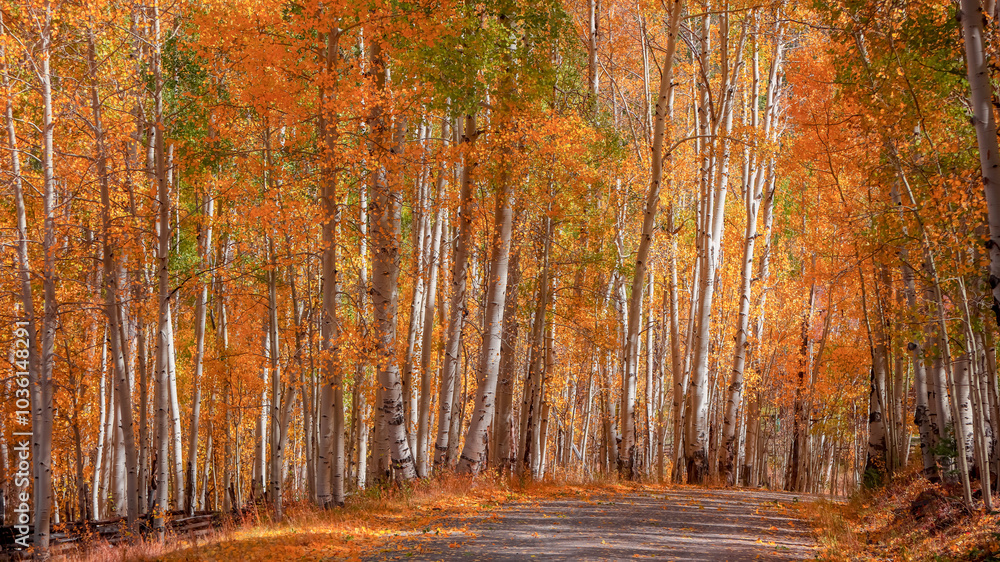 Obraz premium Panoramic view of scenic autumn drive through colorful Aspen trees