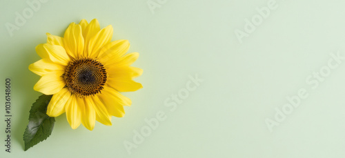 Hidden disability, Invisible Disability Awareness Week symbol. Yellow sunflower on light green background photo