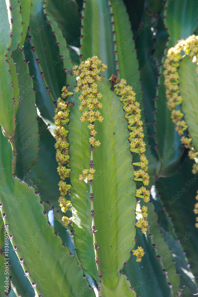 Euphorbia acrurensis cactus in bloom, displaying a row of small yellow flowers along its wide green ribs. Euphorbia acrurensis cactus in bloom, displaying a row of small yellow flowers along its wide green ribs.