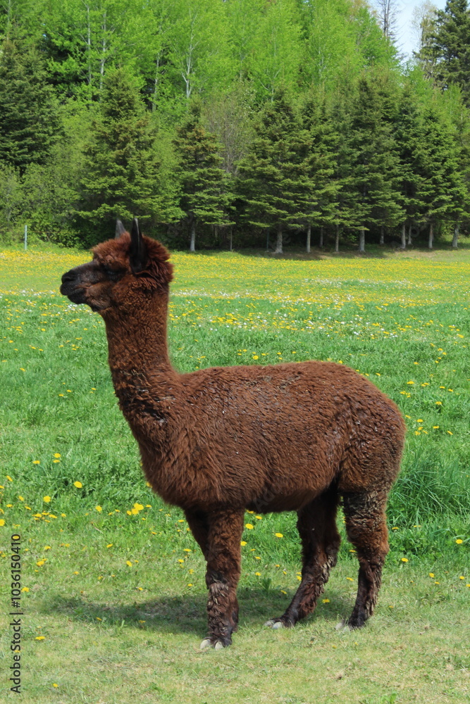 Naklejka premium alpaca in the grass