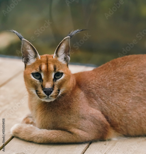 Photography A portrait of a wild caracal in the zoo.