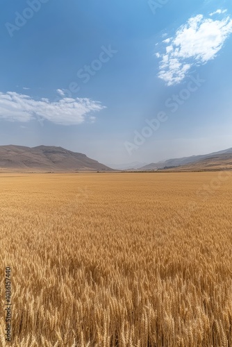 Golden wheat fields under a blue sky with fluffy clouds in the countryside