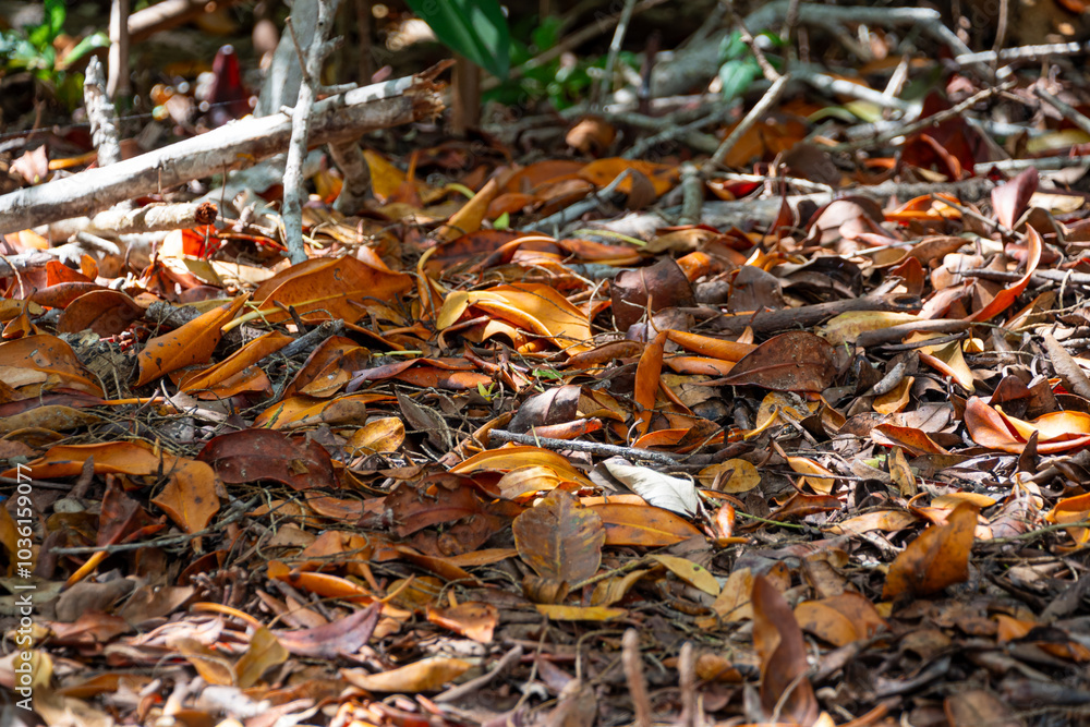Dry leaves on the ground. Autumn season when leaves dry and fall from trees. Dry leaves on the ground. Autumn season when leaves dry and fall from trees.