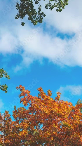 Flutter in wind golden autumn tree crowns foliage against bright blue sky on sunny day. Swaying marple branches with colorful orange leaves as a frame. Changing season. Fall season nature background