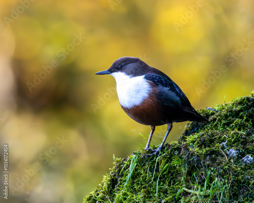 British wild bird. Dipper. A wading bird that is sat on a moss covered rock.