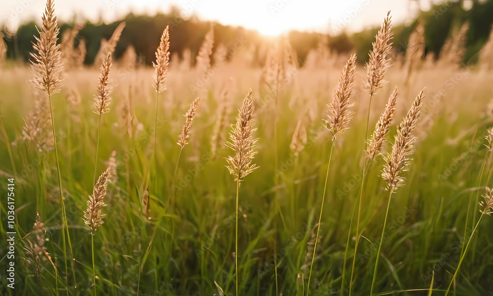 Fototapeta premium grass in the morning Generated AI