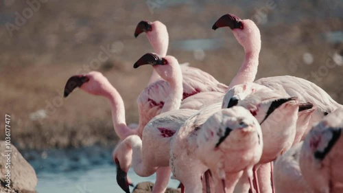 View of a huge colony of lesser flamingos Phoenicopterus minor. Flying close to flamingos near Walvis Bay in Namibia.