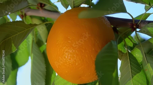 A close-up ripe orange fruit hangs on a branch against a ray of sun. High quality 4k footage