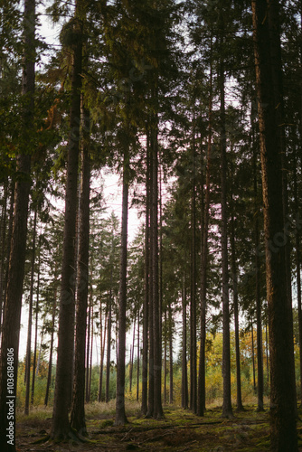 A beautiful yet mysterious forest atmosphere with long trees.