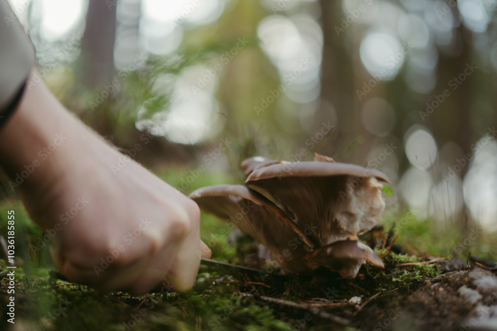 The process of collecting forest mushrooms using hands and knives The process of collecting forest mushrooms using hands and knives