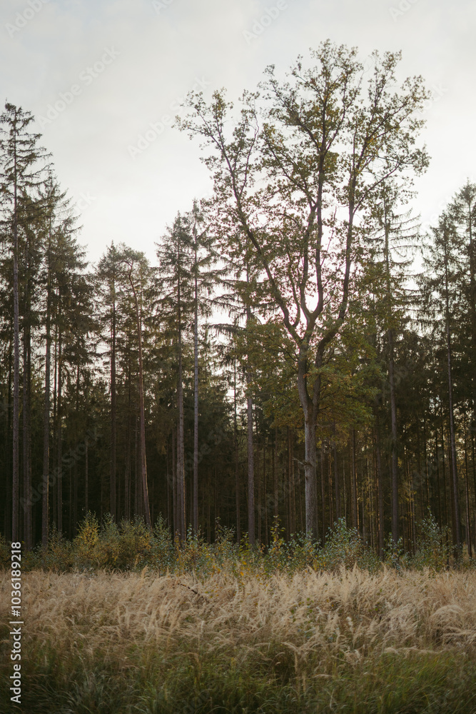 Beautiful autumn scenery deep in the mountain forest with reeds and trees Beautiful autumn scenery deep in the mountain forest with reeds and trees