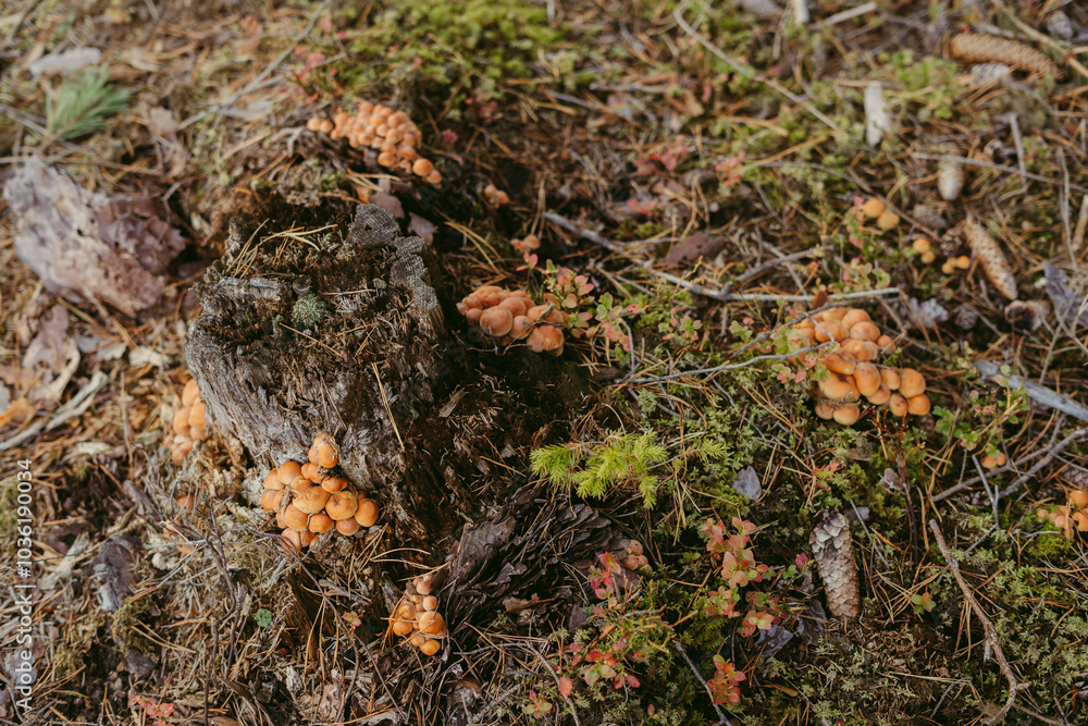 A large group of mushrooms in orange and brown tones next to a tree nest A large group of mushrooms in orange and brown tones next to a tree nest