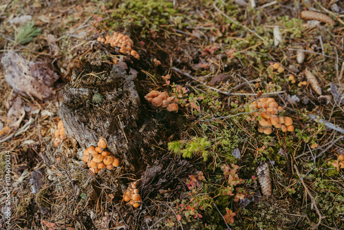 A large group of mushrooms in orange and brown tones next to a tree nest