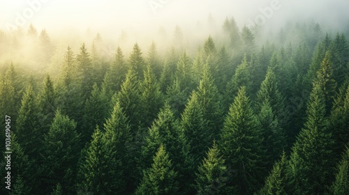 Serene summer morning in a lush pine forest A tranquil view showcasing the evergreen beauty of coniferous trees from an aerial perspective