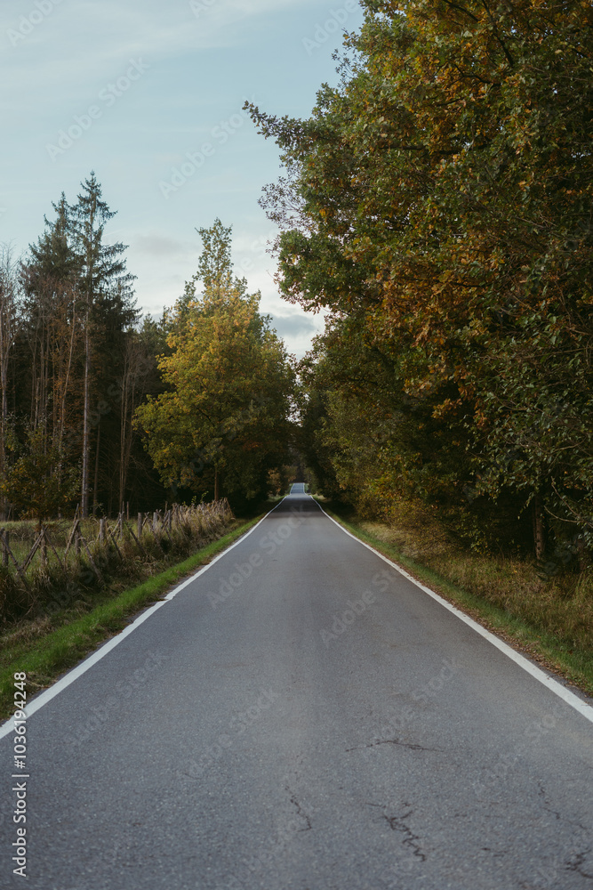 A quiet autumn landscape with a road and trees