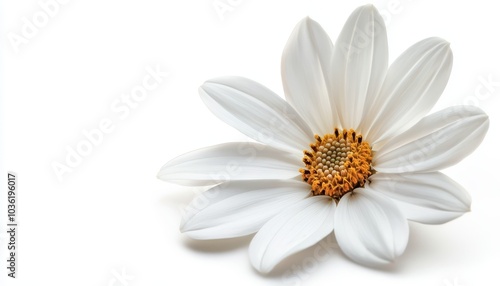 A close-up view of a white flower with intricate details and golden center