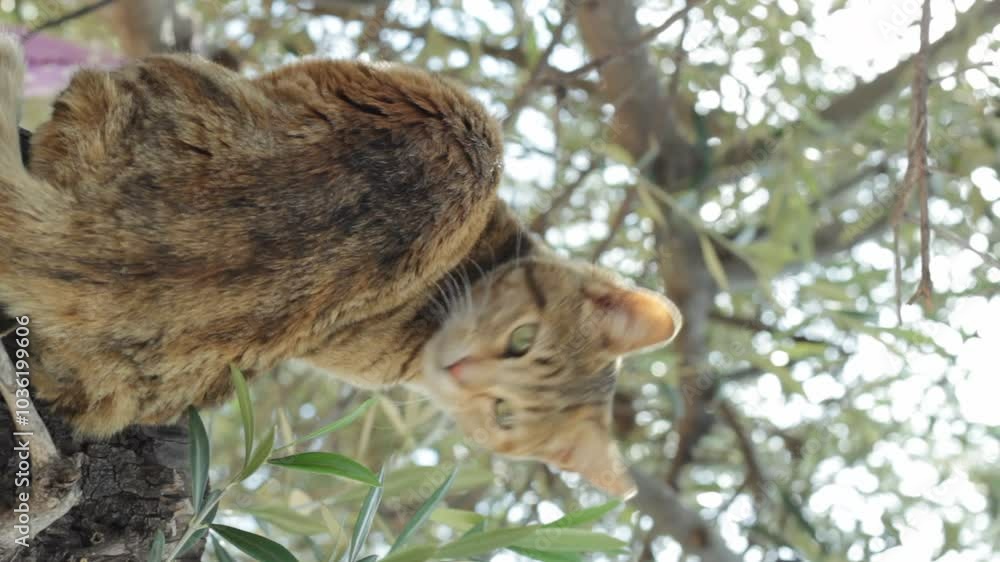Tabby cat on the tree Tabby cat on the tree
