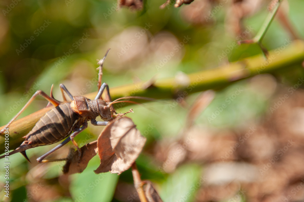 Close-up view of a mountain cicada on a branch Close-up view of a mountain cicada on a branch